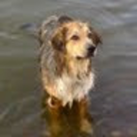 Meet your Posher, Meg - Picture 1 of 1